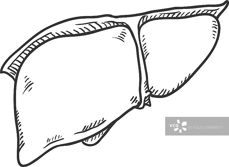 人体肝脏解剖器官素描图片素材