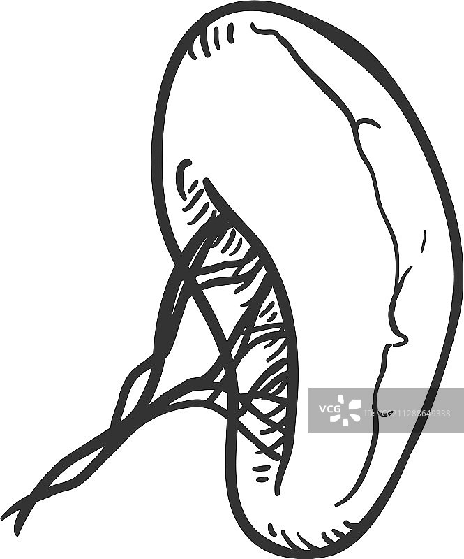 人体脾脏解剖器官素描图片素材