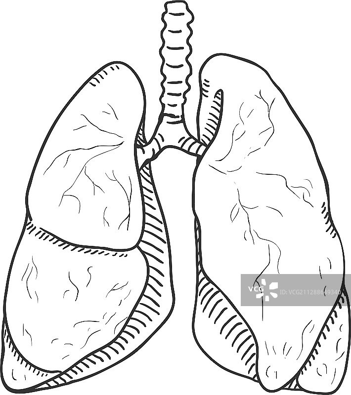 人体肺部解剖器官手绘草图图片素材