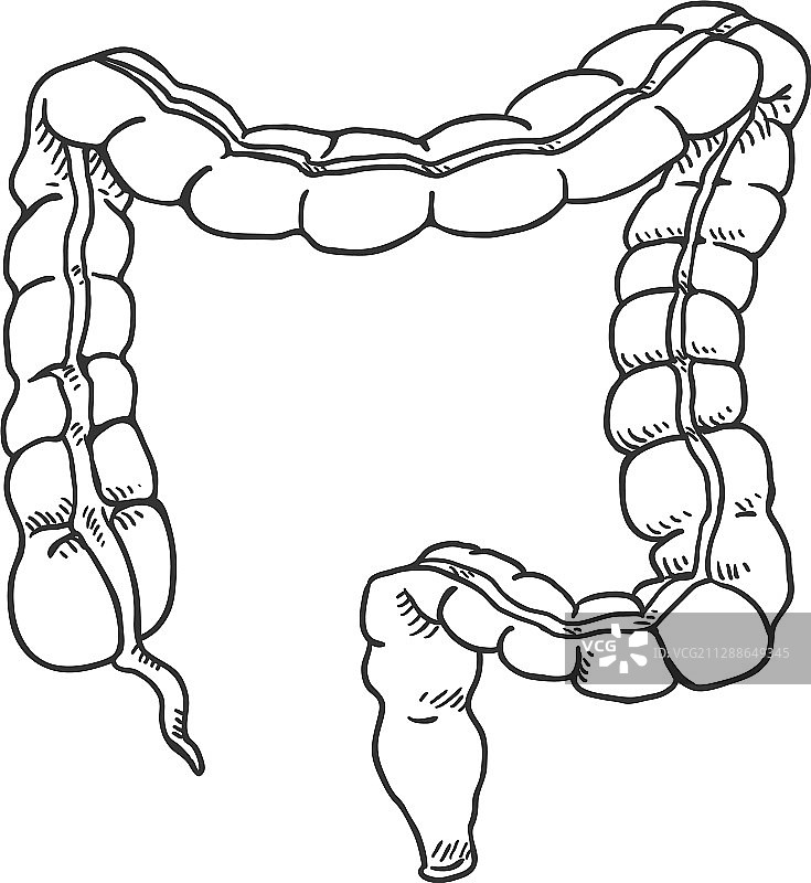 人体大肠解剖器官素描图片素材