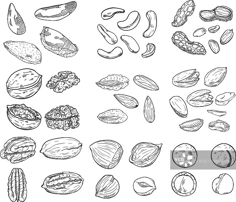 素描系列：食用坚果图片素材