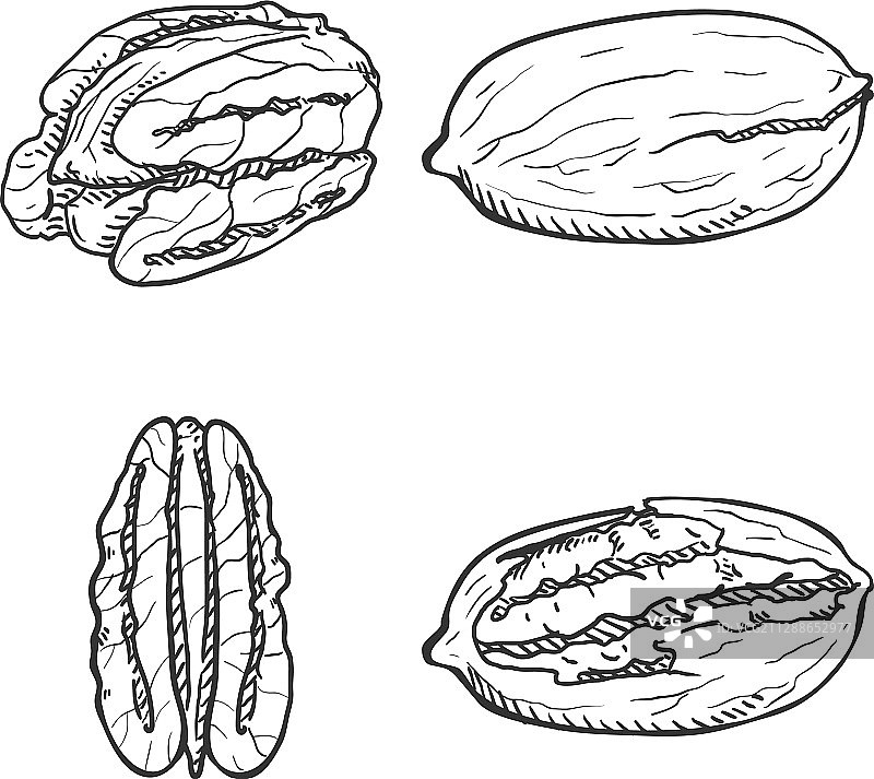 山核桃素描图片素材