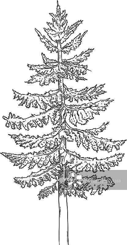 手绘云杉素材图片素材