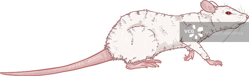 卡通白化大鼠图片素材