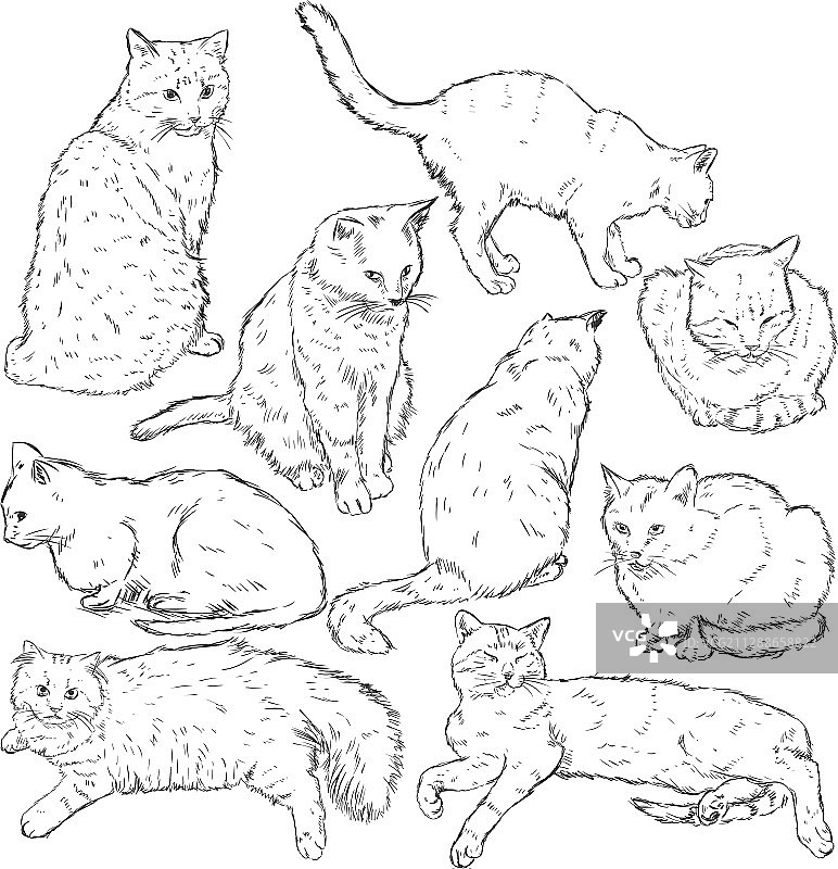 猫咪速写素材图片素材