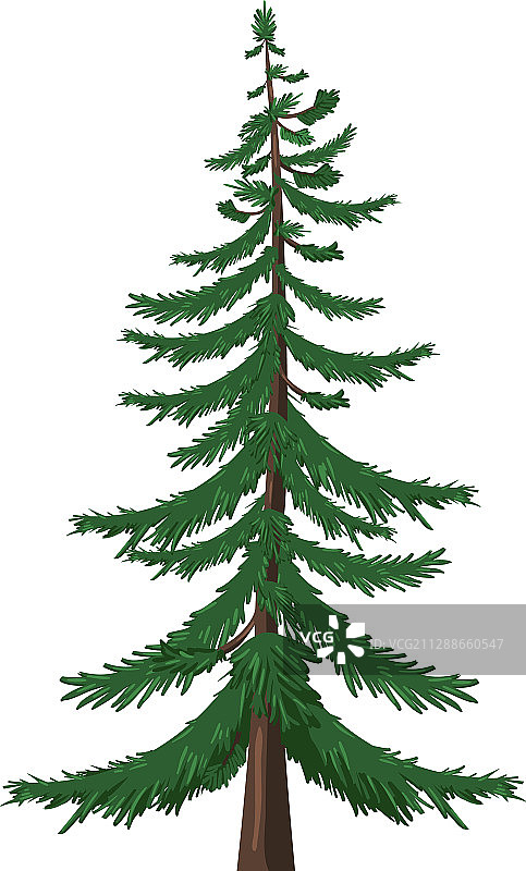 单个卡通松树 白色背景图片素材