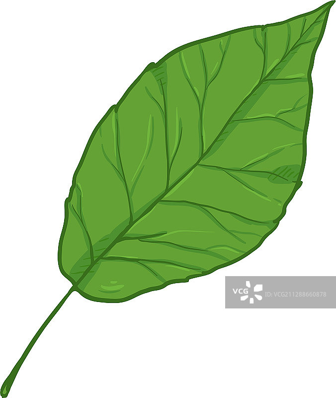 卡通 - 绿叶杨树图片素材