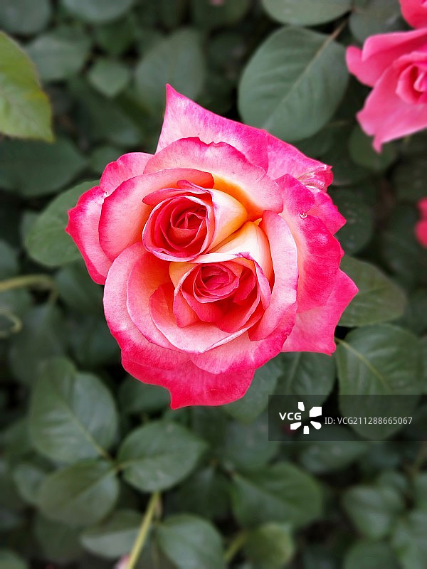 天然生气图片素材