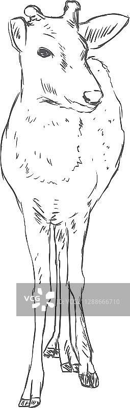 素描梅花鹿图片素材