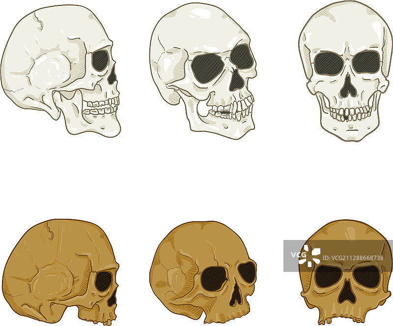 卡通人类头骨合集图片素材