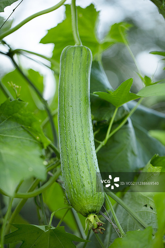 丝瓜棚图片素材