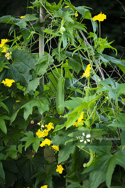 丝瓜棚图片素材