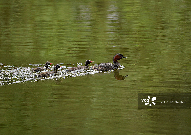 小鷿鷈带着三个孩子出来游玩图片素材