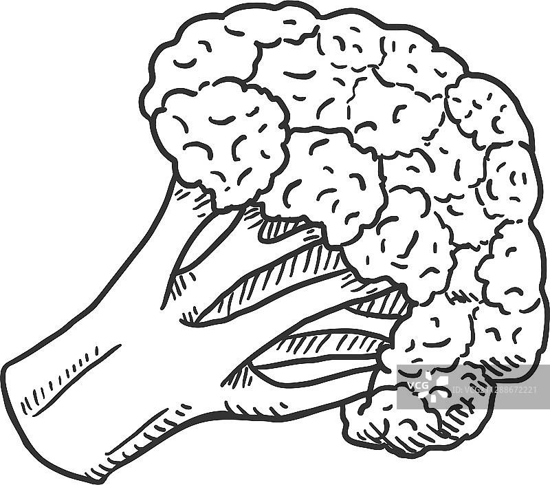 黑色素描花椰菜图片素材