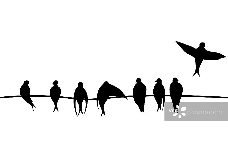 白色背景上的电线上的鸟图片素材