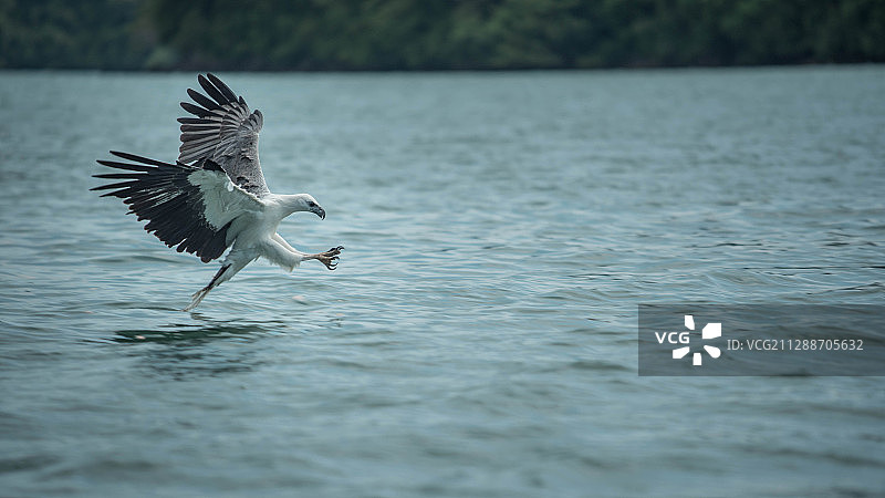 白腹海雕图片素材