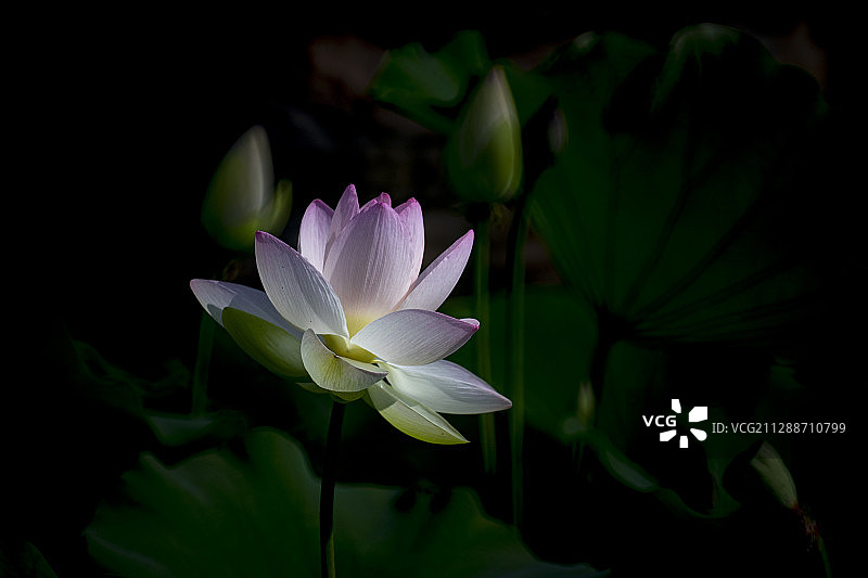 被一束光线照射下盛开的荷花，亭亭玉立图片素材