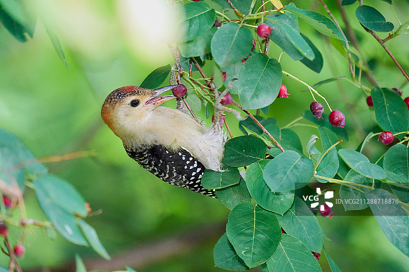 红腹啄木鸟图片素材