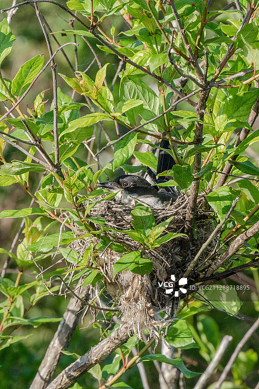 东部美洲食蜂鹟图片素材