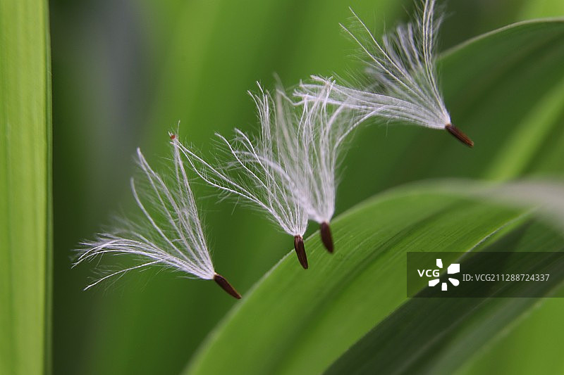 小小降落伞（蒲公英的种子）图片素材