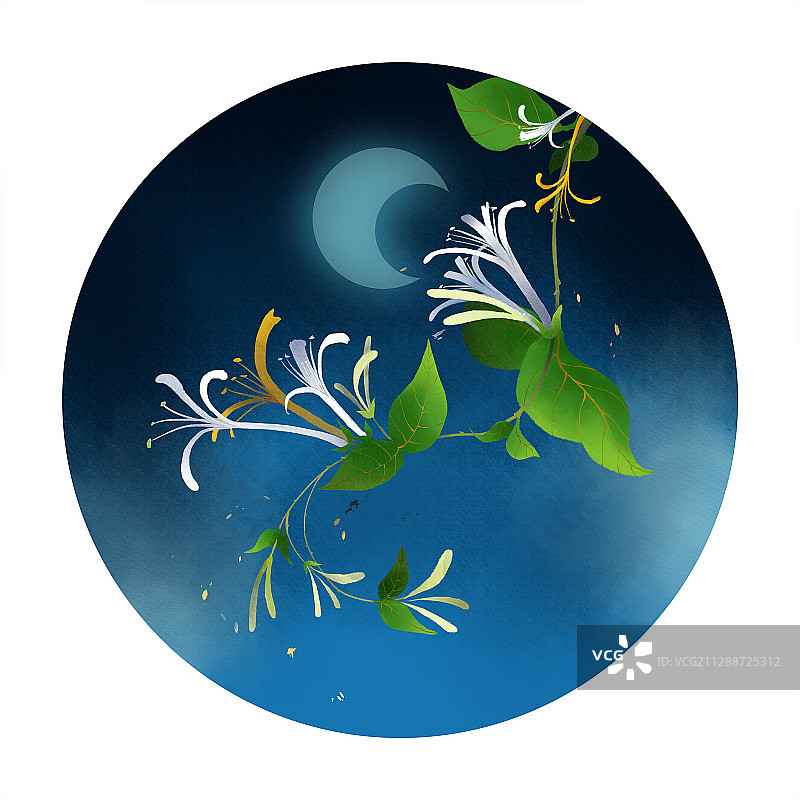 二十四节气花卉之金银花图片素材