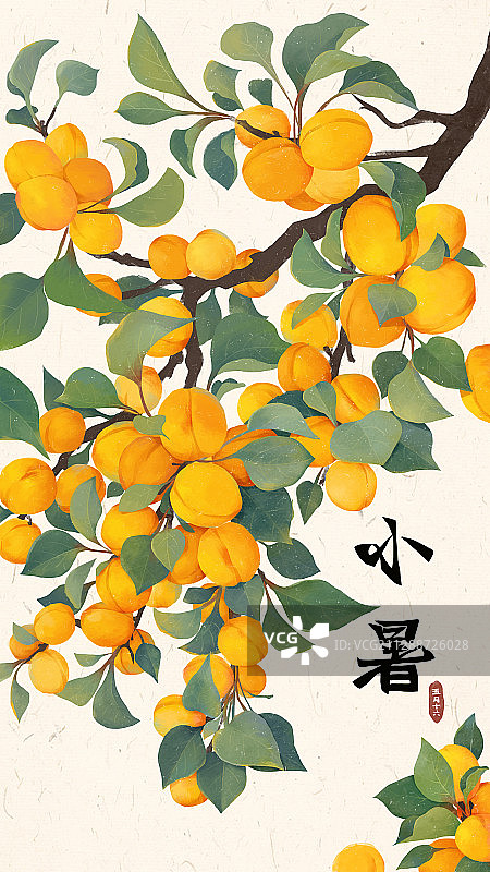 小暑节气 黄杏黄桃图片素材