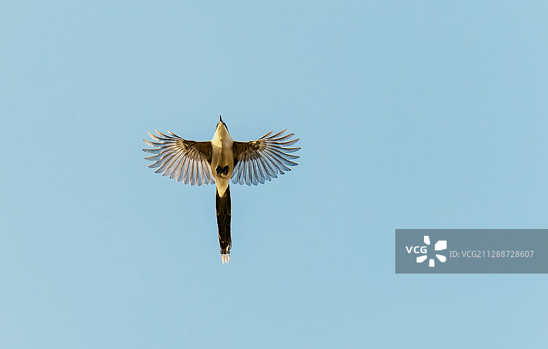 春天的北京喜鹊展翅飞翔图片素材