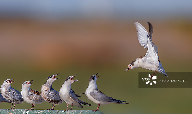 你怎么才来呀--就等你了-图片素材