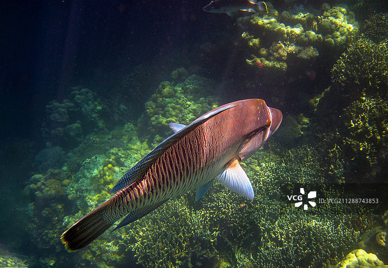 帕劳海中的苏眉鱼图片素材