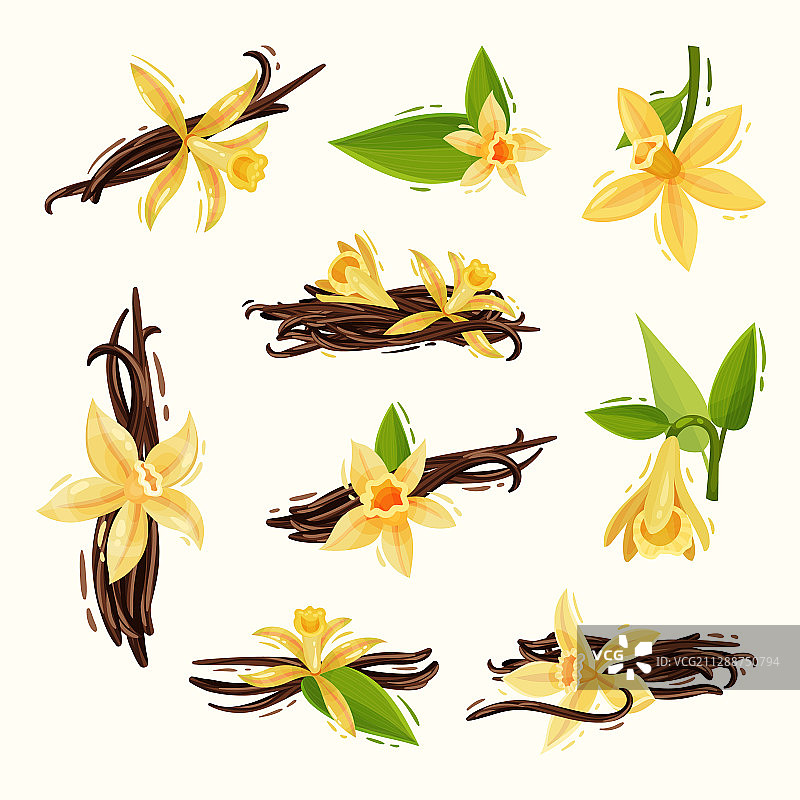 香草花和豆荚图片素材