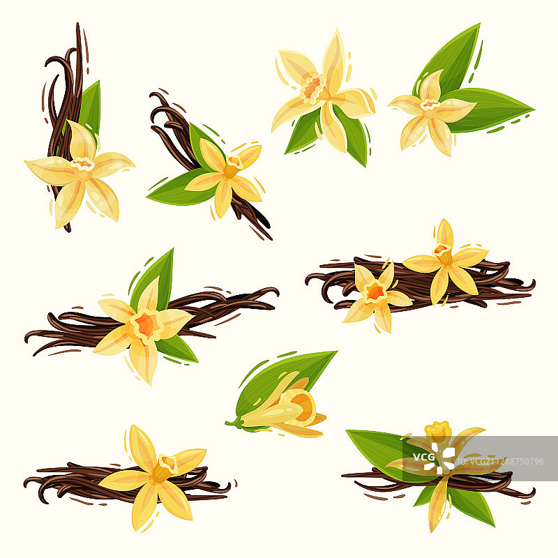 香草花和豆荚图片素材