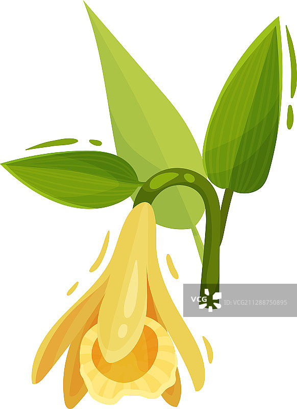 香草花朵与绿叶图片素材