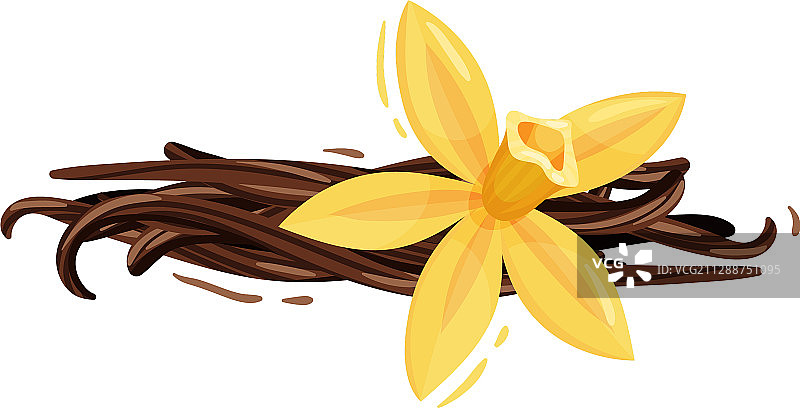 白色背景上孤立的香草花和干燥的香草枝图片素材