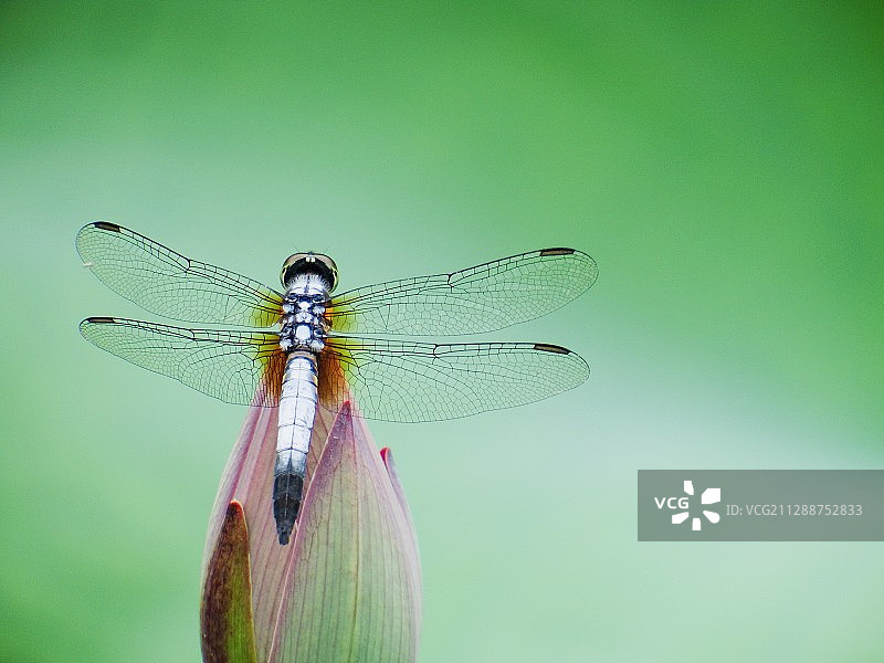 小荷才露尖尖角，早有蜻蜓立上头图片素材