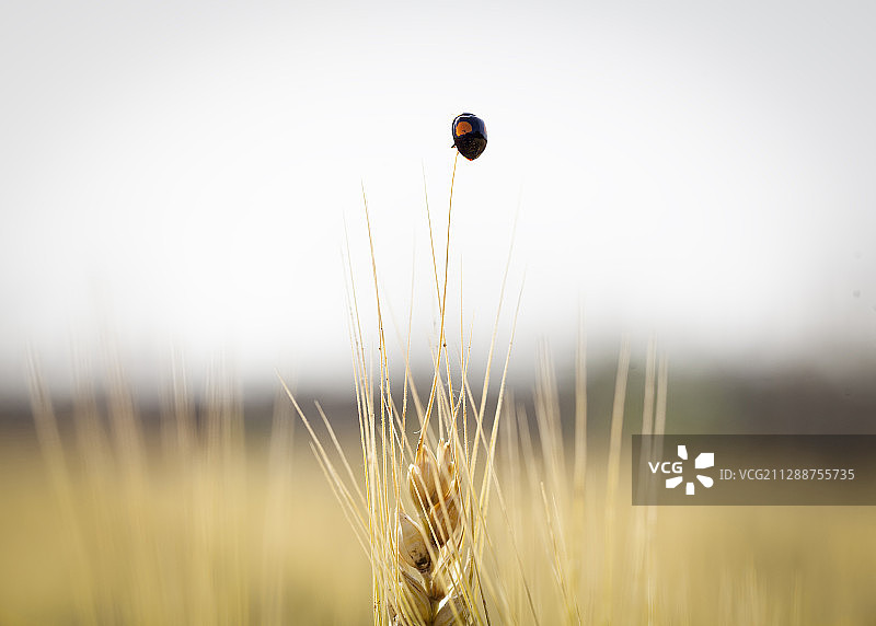 小瓢虫爬到麦芒顶端向远处探望图片素材
