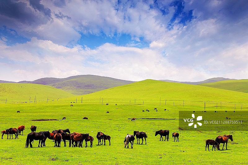 狼渡滩湿地草原（1）图片素材