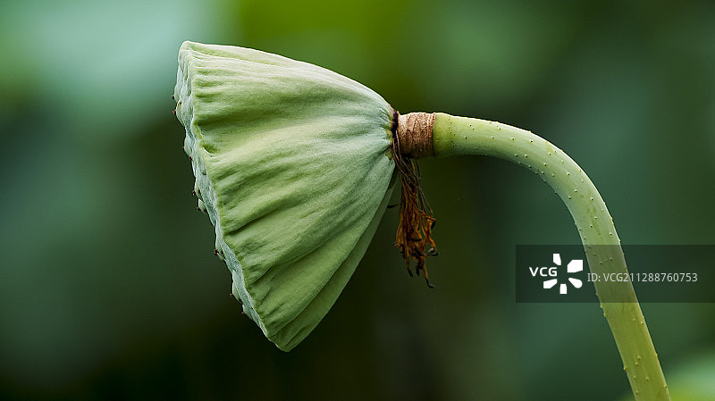 荷花凋谢，莲蓬长大起来，腹中满满的莲杍。莲蓬的侧面是一个三角图片素材