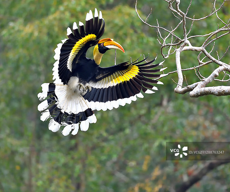 双角犀鸟图片素材