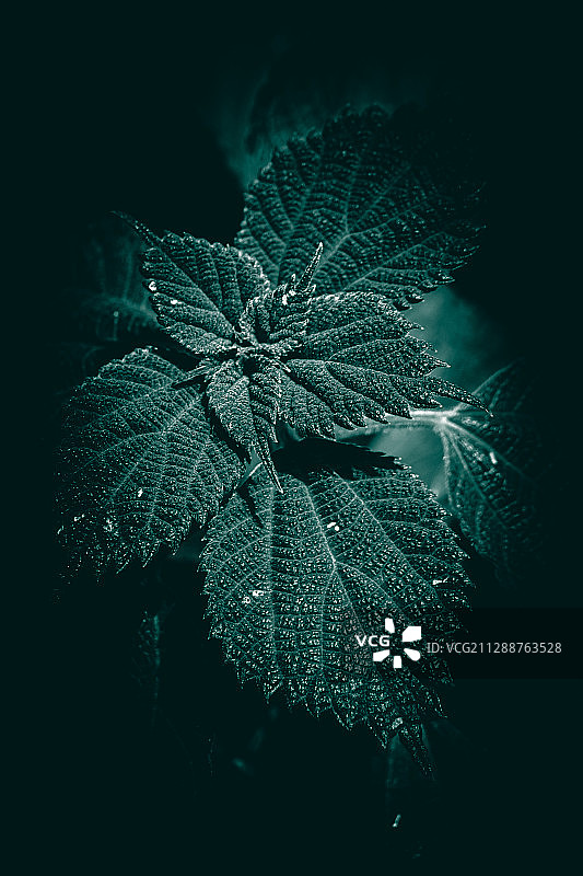 绿植摄影壁纸图片素材