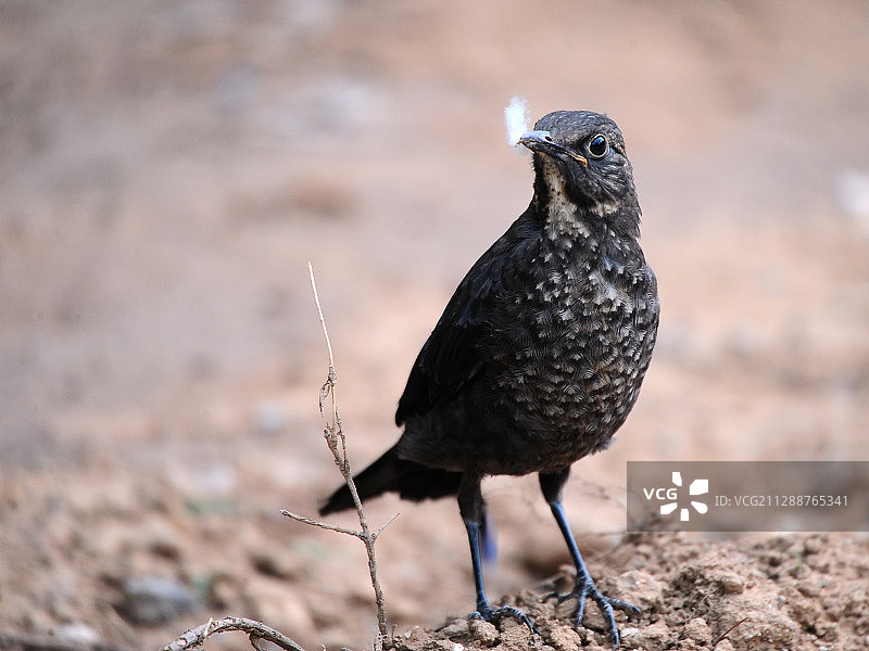 乌鸫鸟图片素材
