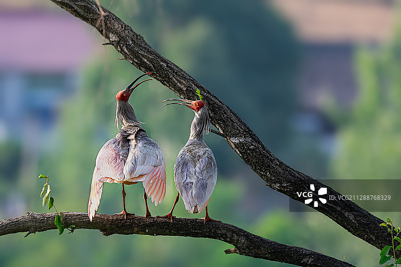 爱情鸟图片素材