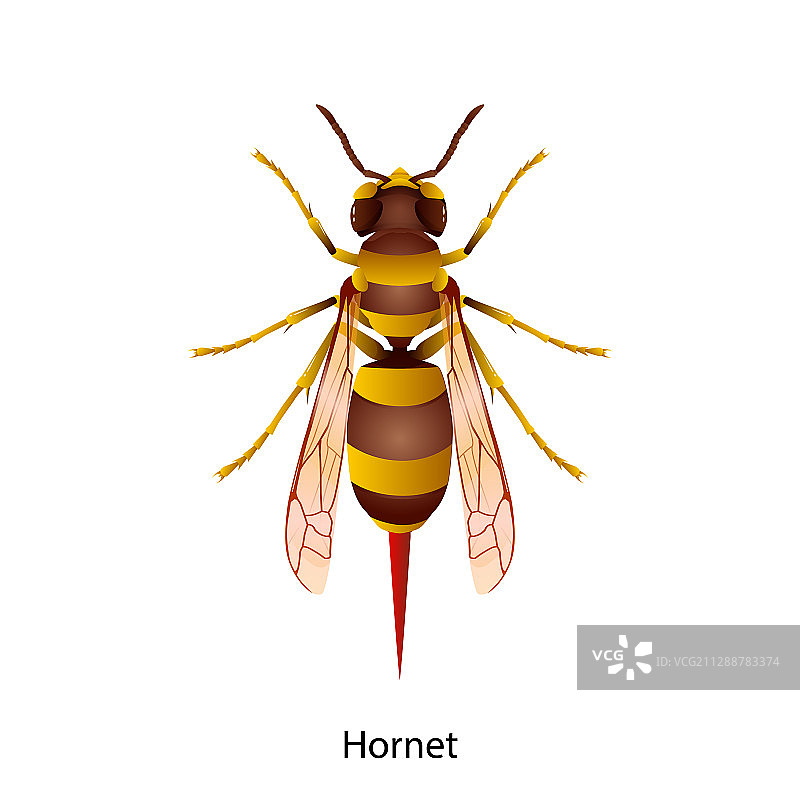 大黄蜂图片素材