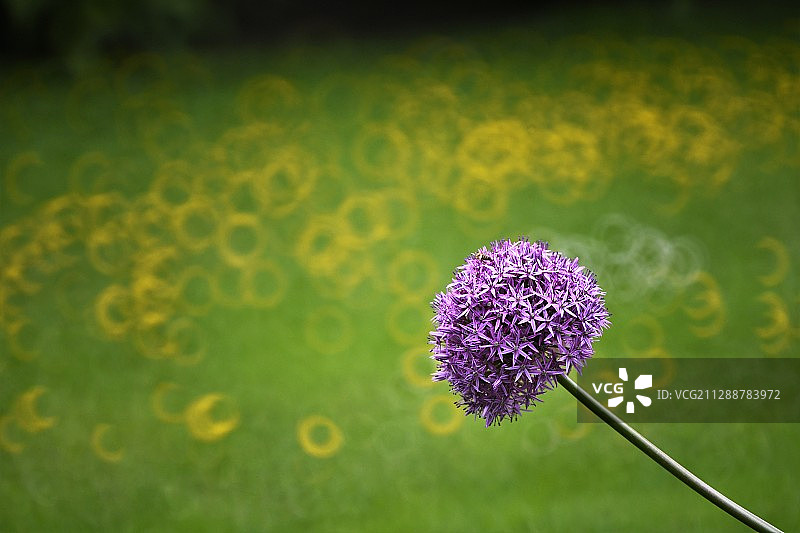 大花葱花球随着小花的开放而逐渐增大，大花葱的花序大而奇特，色图片素材