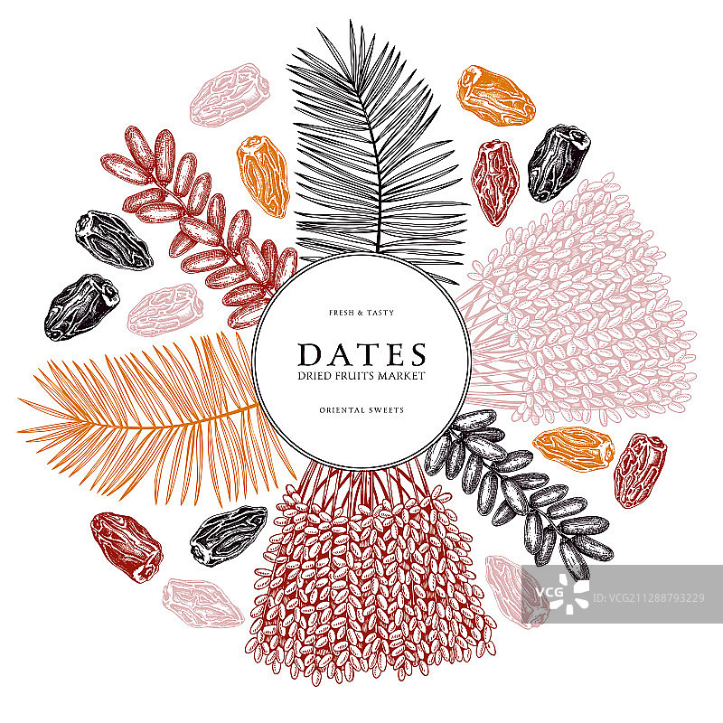 手绘枣椰树叶新鲜及干果图片素材