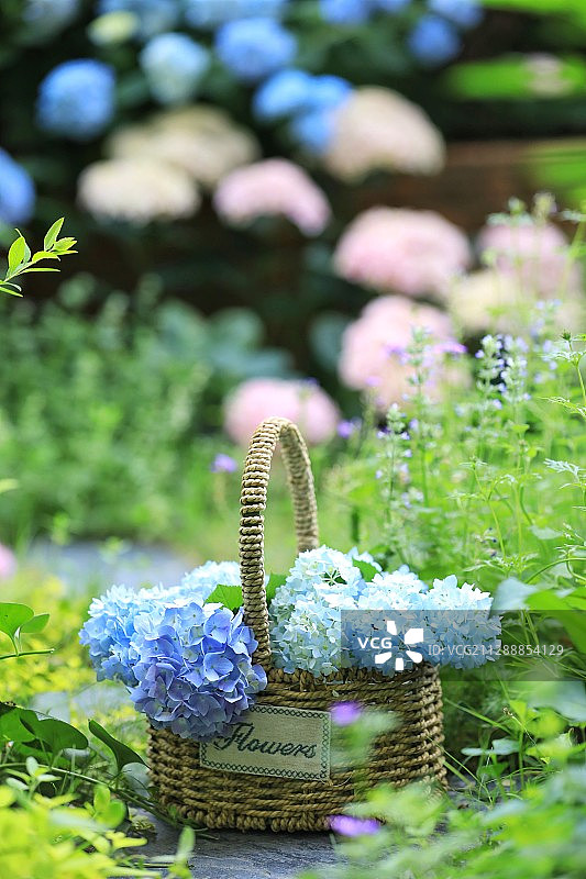 花园植物绣球图片素材