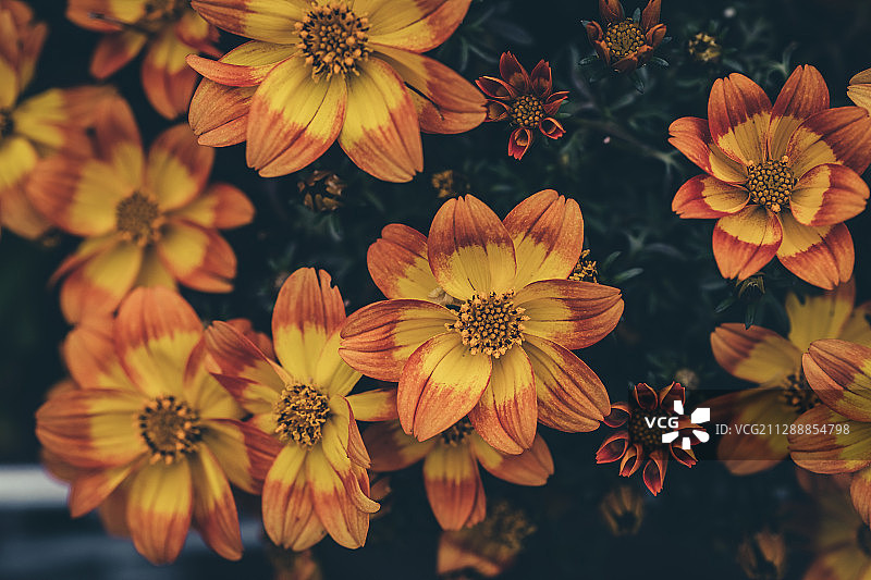 庭院暗香图片素材