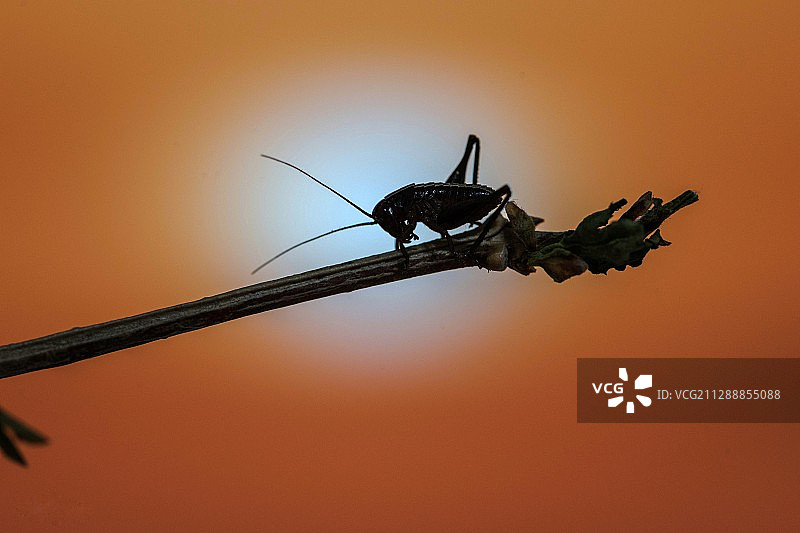 小蚂蚱图片素材