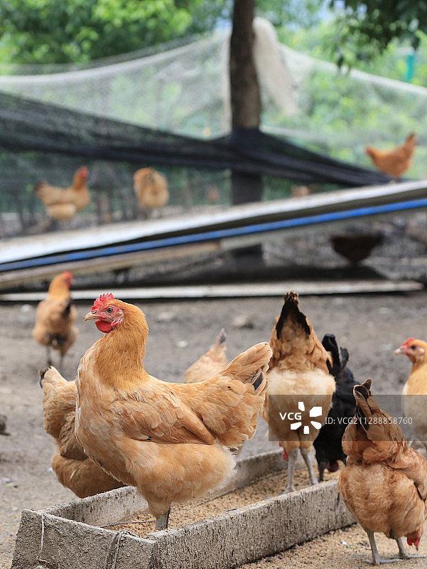 农副产品，土鸡图片素材