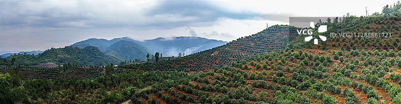 夏威夷果种植园图片素材