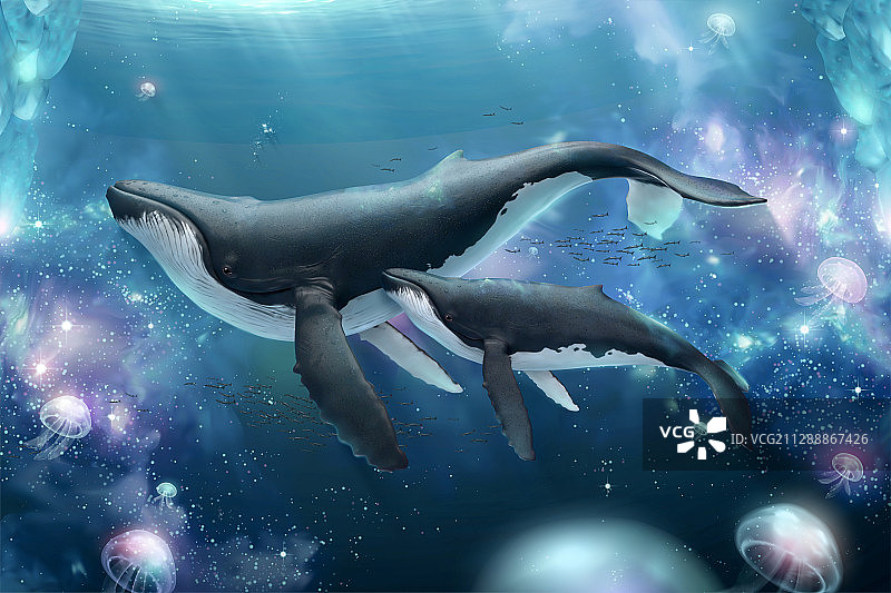 海中与水母悠游的亲子座头鲸插图图片素材